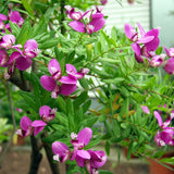 Polygala Myrtifolia, cu flori roz-violet