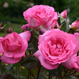 Trandafir teahibrid Eliza, livrat in ghiveci plant-o-fix de 2L