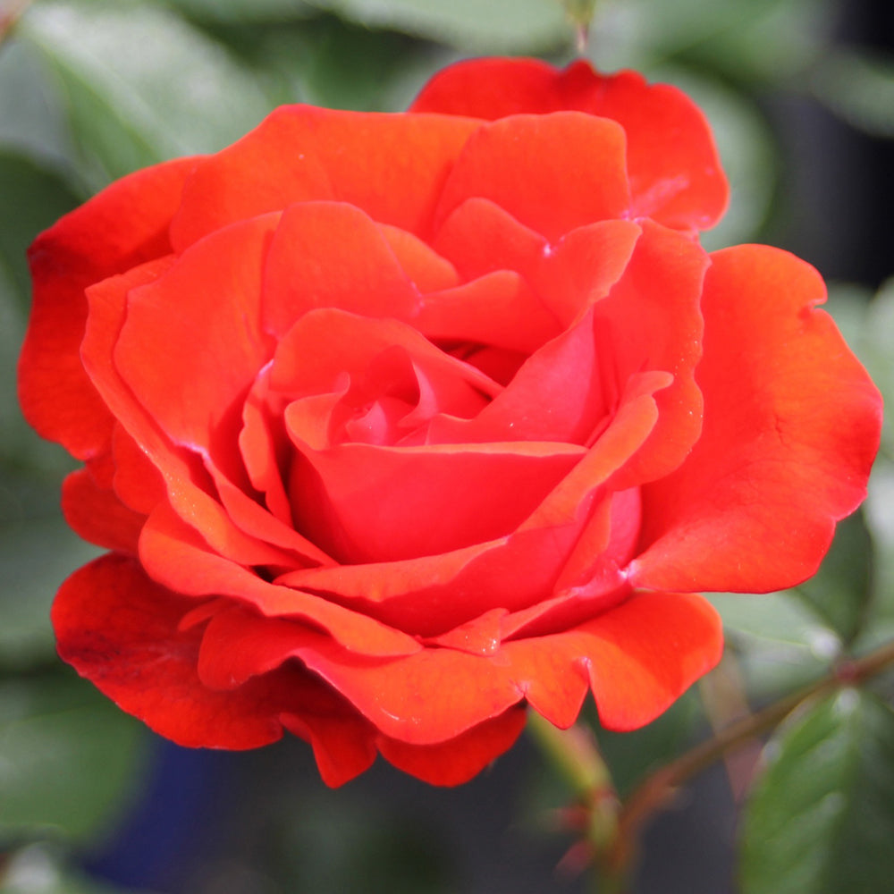 Trandafir floribunda Olympisches Feuer 92|VERDENA|Trandafiri Floribunda|Trandafiri|livrat in ghiveci plant-o-fix de 2L