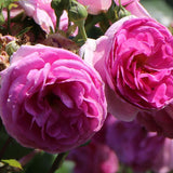 Trandafir Catarator roz Ozeana, inflorire repetata