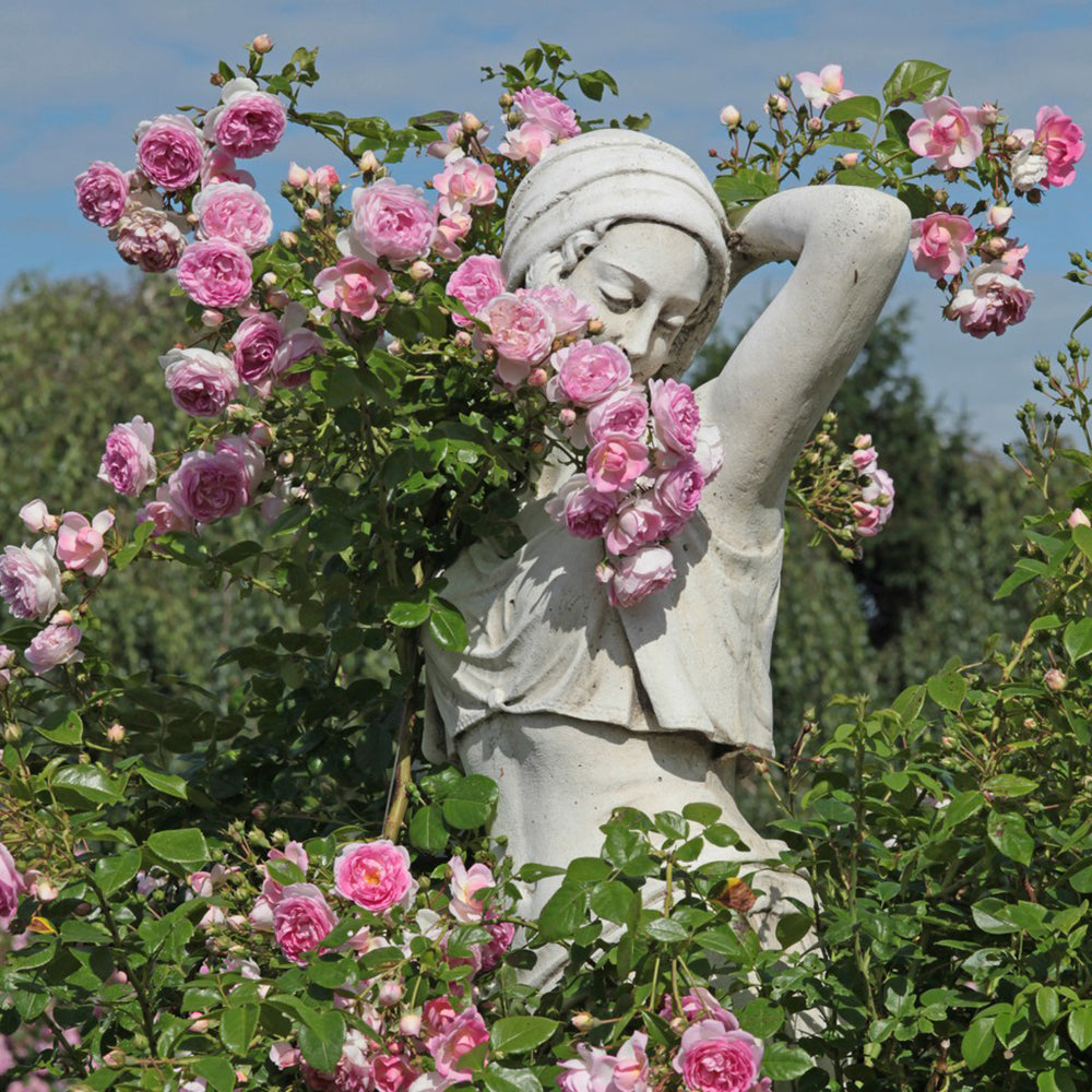 Trandafir Catarator roz Ozeana, inflorire repetata