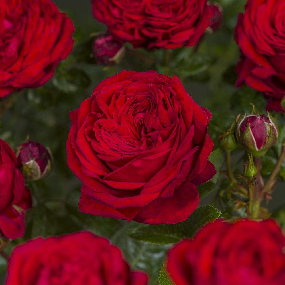 Trandafir Pomisor rosu Red Romanza, parfum intens
