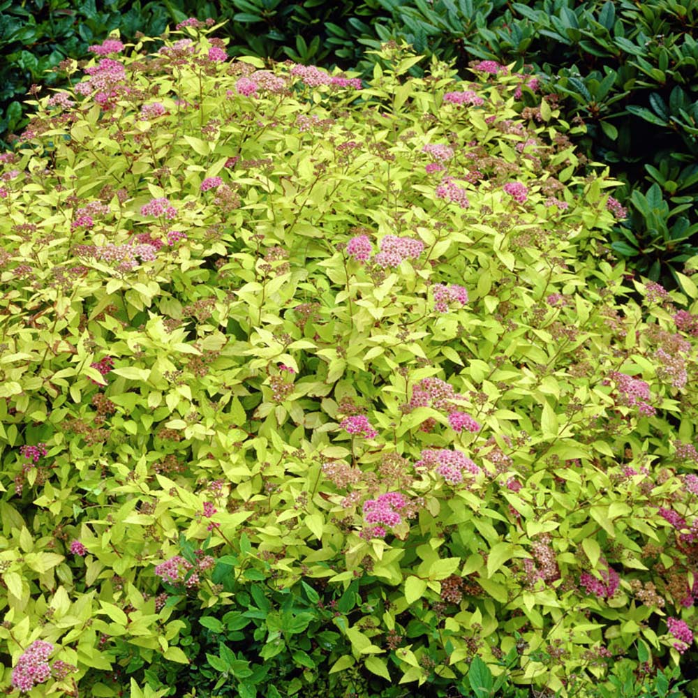 Cununita Galbena Goldmound