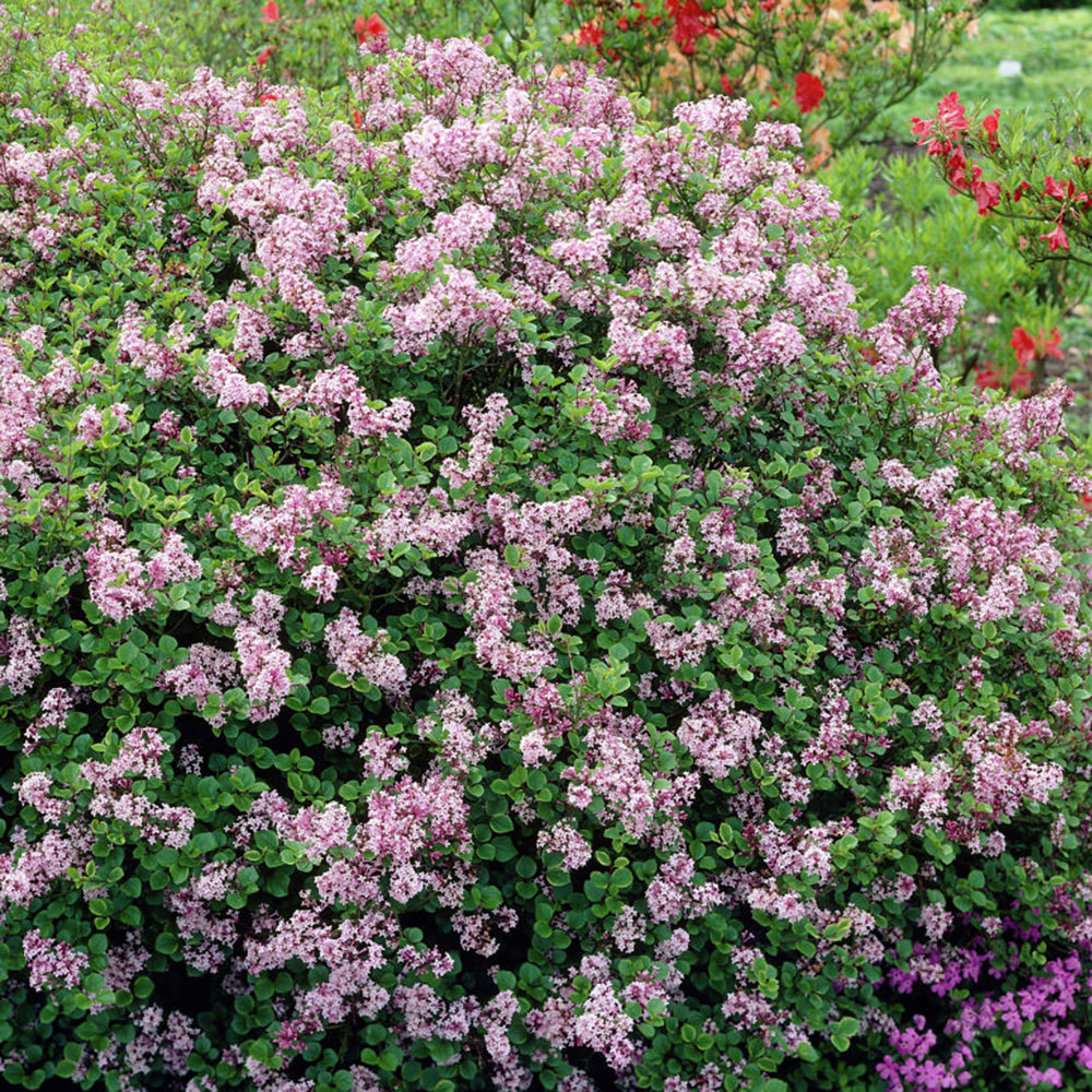 Liliac roz-deschis corean Palibin (Syringa)