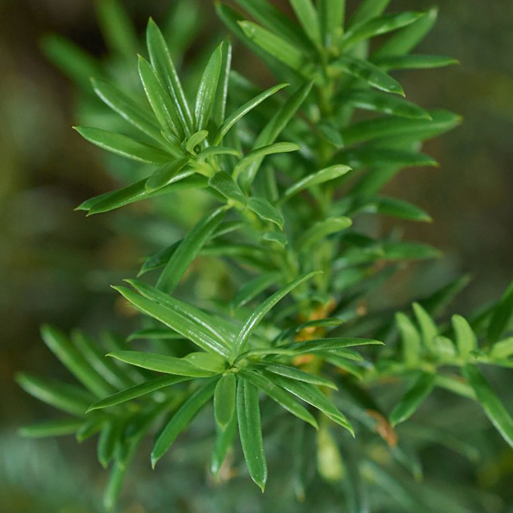 Tisa Hicksii (Taxus Baccata)