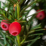 Tisa Hicksii (Taxus Baccata)