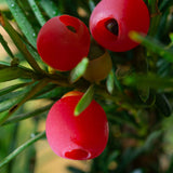 Tisa Hicksii (Taxus Baccata)