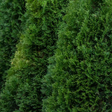 Tuia occidentalis Smaragd, 100-125 cm la livrare, in ghiveci de 7.5 L