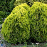 Tuia orientala Aurea Nana (Arborele vietii), 60-70 cm inaltime, in ghiveci de 7.5L