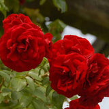 Trandafir Pomisor rosu Red Romanza, parfum intens