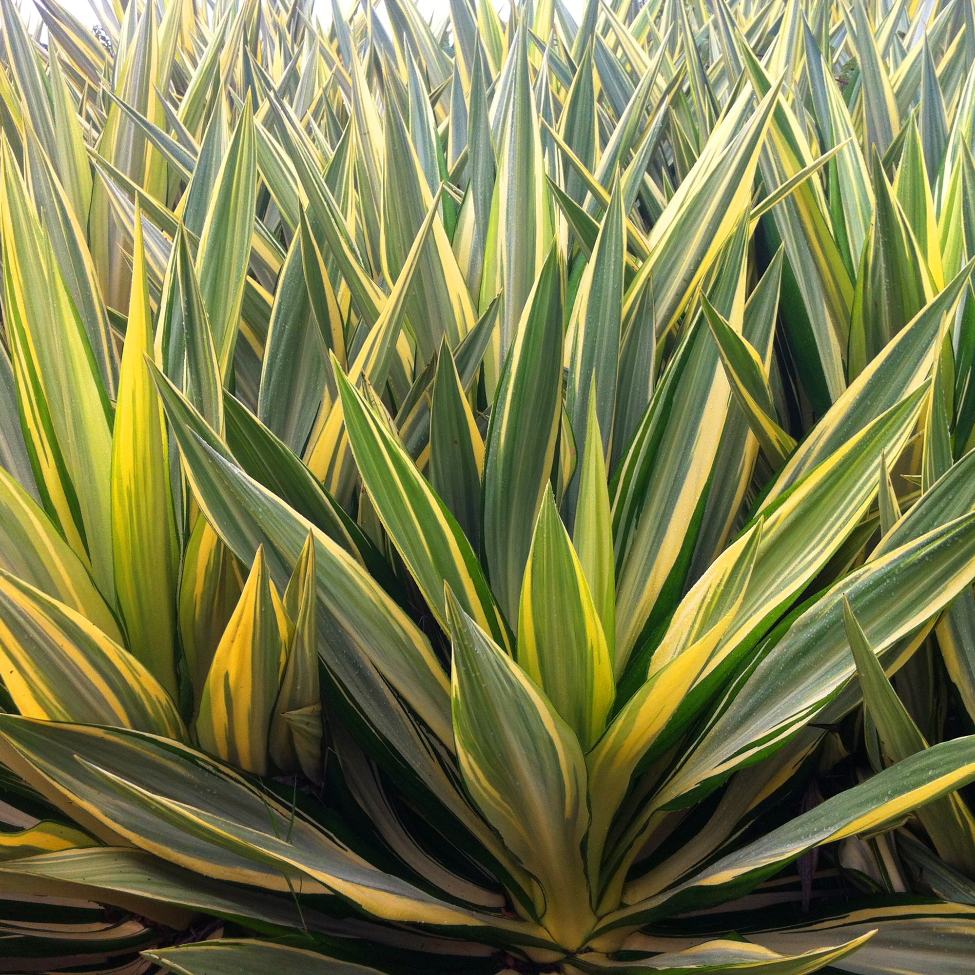 Yucca Variegata Colour Guard | Verdena – VERDENA