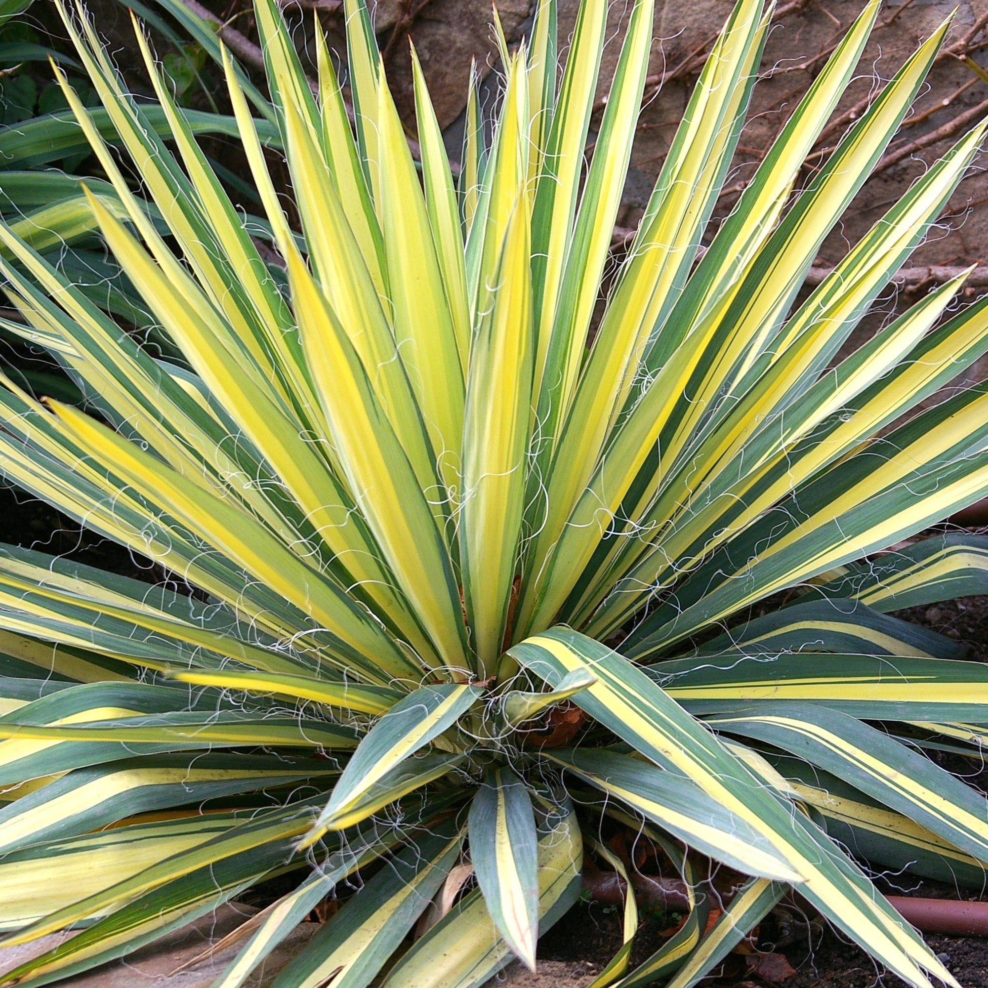 Yucca Variegata Colour Guard | Verdena – VERDENA