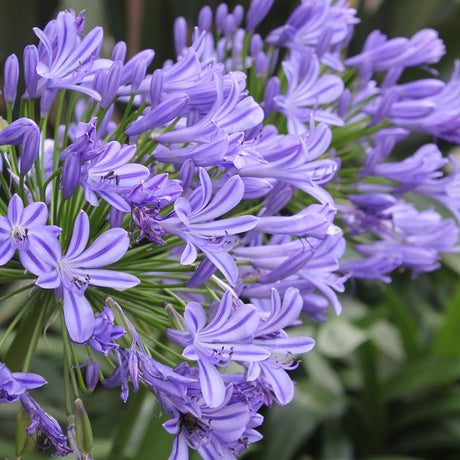 Agapanthus Columba, 30-45 cm inaltime, in ghiveci de 4.5L