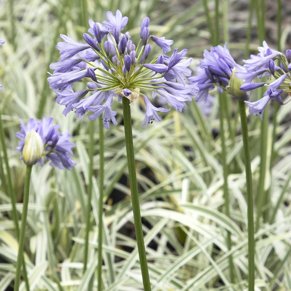 Agapanthus Columba, 30-45 cm inaltime, in ghiveci de 4.5L