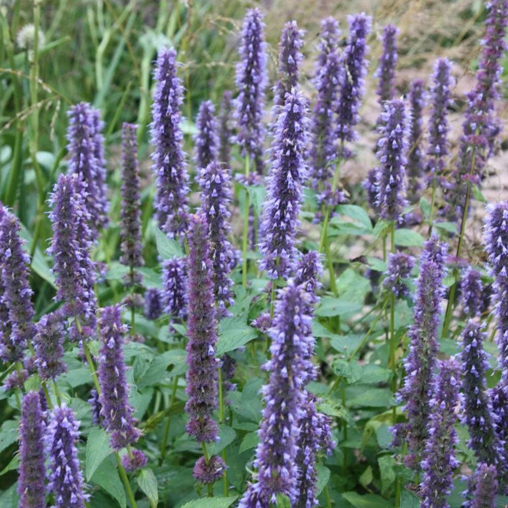 Agastache Blue Fortune - VERDENA-10-15 cm cm inaltime livrat in ghiveci de 0.7 L