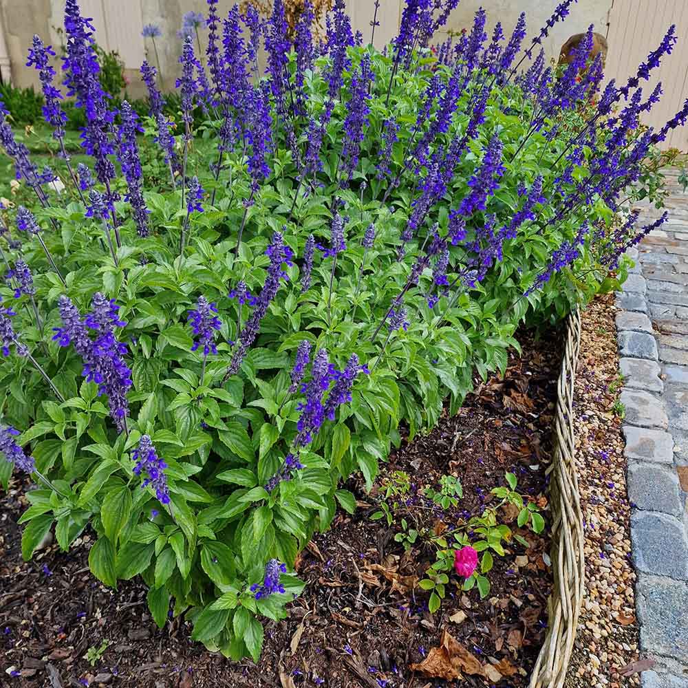 Agastache Blue Fortune - VERDENA-10-15 cm cm inaltime livrat in ghiveci de 0.7 L