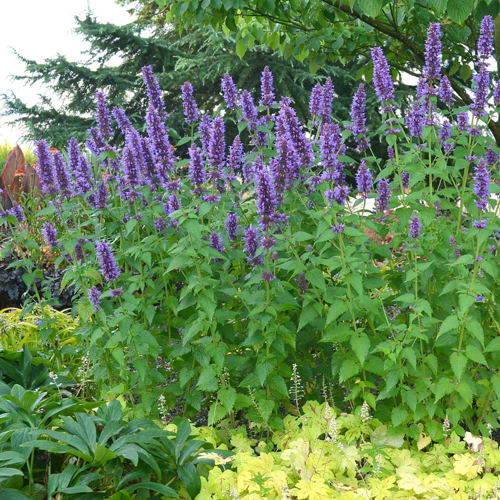 Agastache Blue Fortune - VERDENA-10-15 cm cm inaltime livrat in ghiveci de 0.7 L