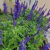 Agastache Blue Fortune - VERDENA-10-15 cm cm inaltime livrat in ghiveci de 0.7 L