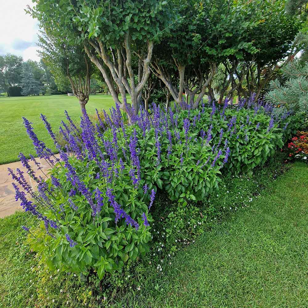 Agastache Blue Fortune - VERDENA-10-15 cm cm inaltime livrat in ghiveci de 0.7 L