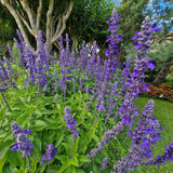 Isop Agastache Blue Fortune