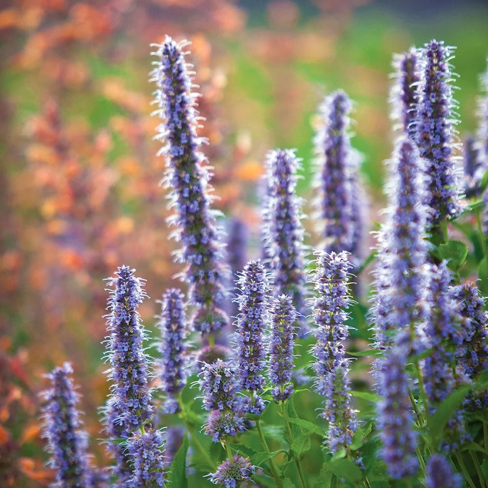 Agastache Blue Fortune - VERDENA-10-15 cm cm inaltime livrat in ghiveci de 0.7 L