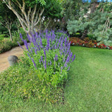 Isop Agastache Blue Fortune