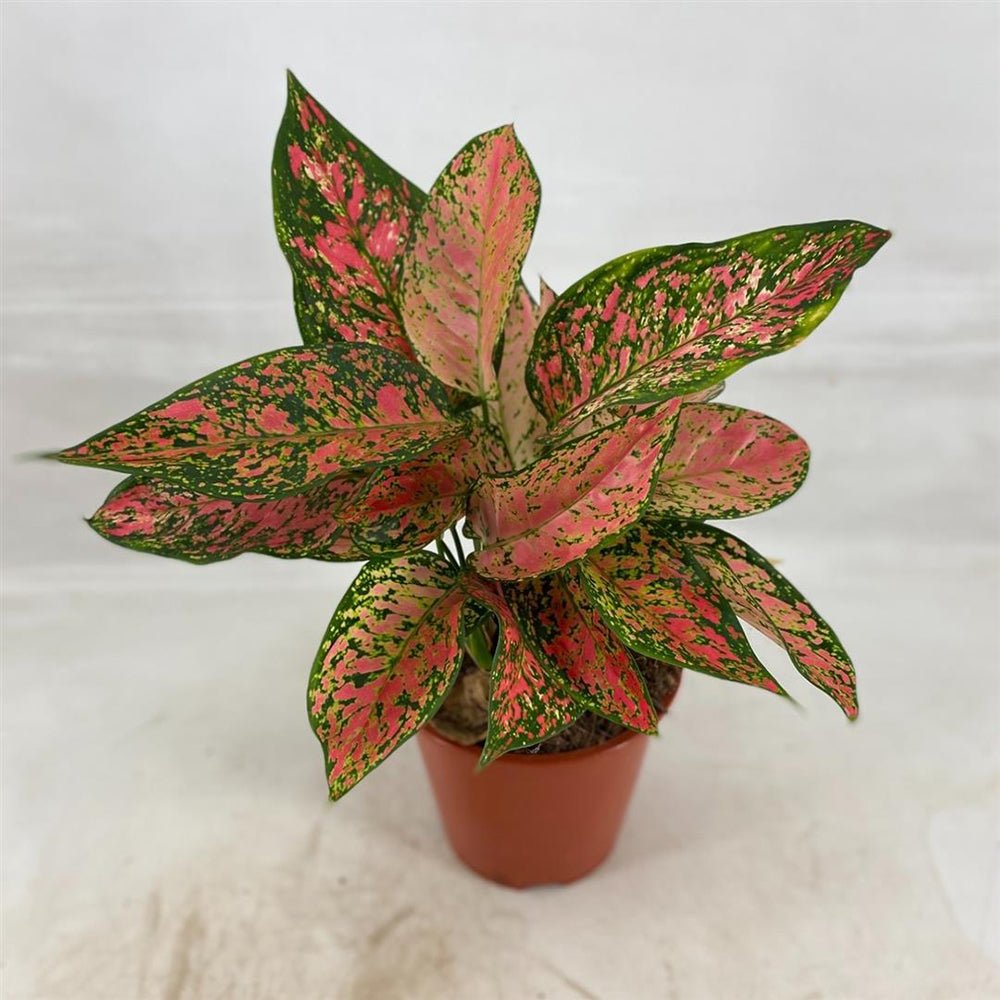 Aglaonema Cherry Baby - 35 cm - VERDENA-35 cm la livrare in ghiveci de Ø 19 cm