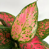 Aglaonema Cherry Baby - 35 cm - VERDENA-35 cm la livrare in ghiveci de Ø 19 cm