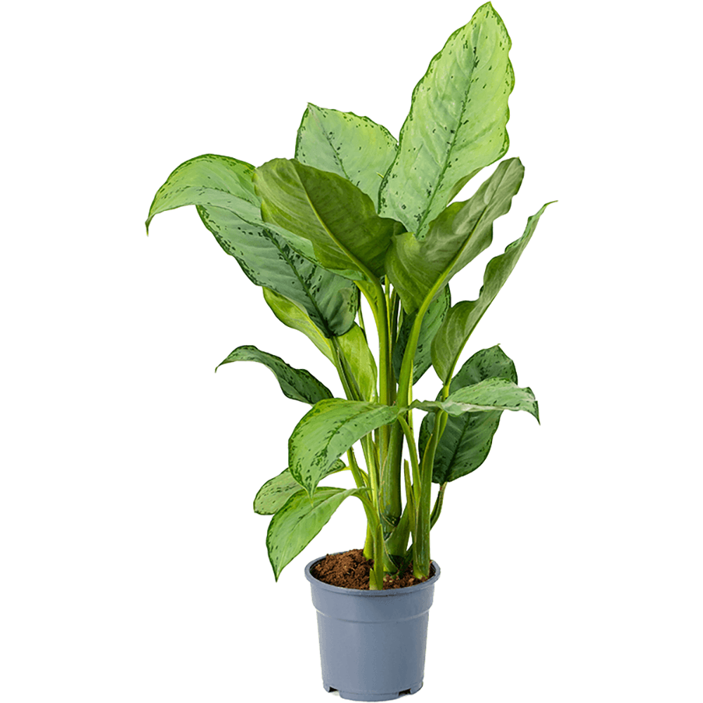 Aglaonema Freedman - 70 cm - VERDENA-70 cm inaltime la livrare, in ghiveci cu Ø 17 cm