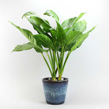 Aglaonema Freedman, 80 cm la livrare, in ghiveci de Ø  24 cm