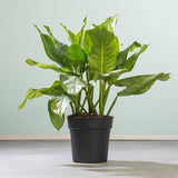 Aglaonema Freedman, 80 cm la livrare, in ghiveci de Ø  24 cm