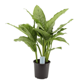 Aglaonema Freedman, 80 cm la livrare, in ghiveci de Ø  24 cm