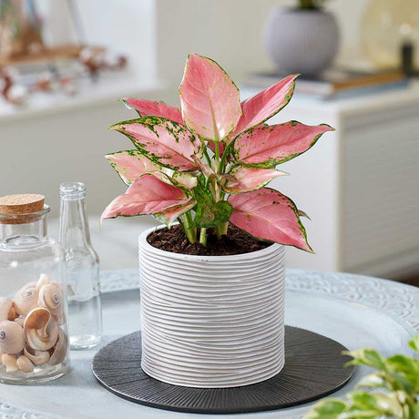 Aglaonema Pink Star - 35 cm - VERDENA-35 cm inaltime livrat in ghiveci cu Ø de 12 cm