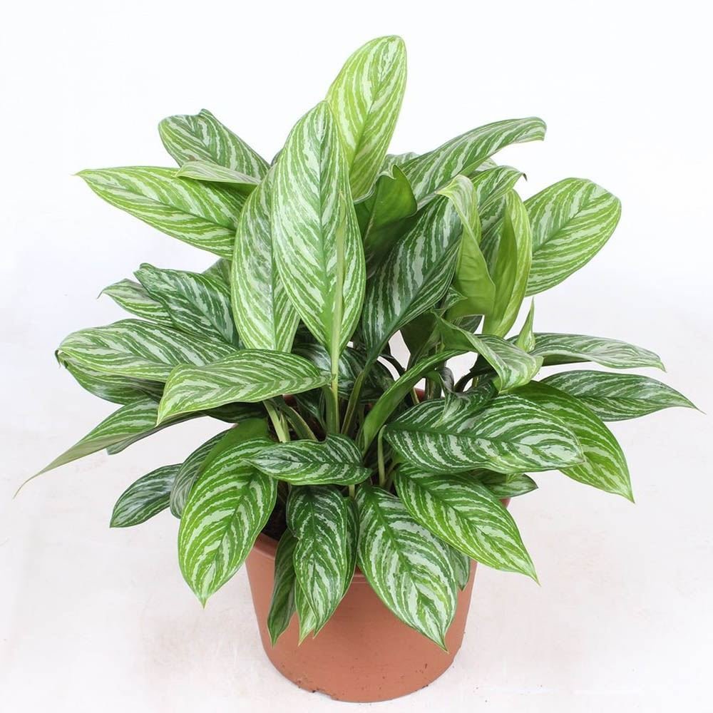 Aglaonema Stripes - 50 cm | VERDENA