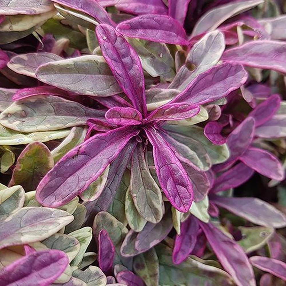 Ajuga tenorii Princess Nadia, 20-30 cm inaltime, in ghiveci de 2L