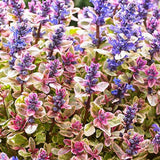 Ajuga tenorii Princess Nadia, 20-30 cm inaltime, in ghiveci de 2L