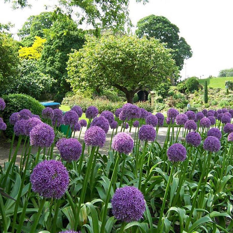 Bulbi Ceapa Ornamentala (Allium) Ambassador, cu flori mov sferice