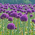 Allium Ambassador, livrat in ghiveci de 1L