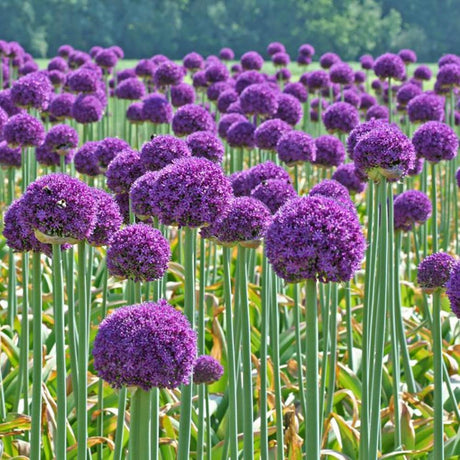 Allium Ambassador, livrat in ghiveci de 1L