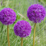 Allium Purple Sensation, livrat in ghiveci de 0.5L
