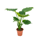 Alocasia Cucullata, 60 cm la livrare, in ghiveci de Ø  19 cm