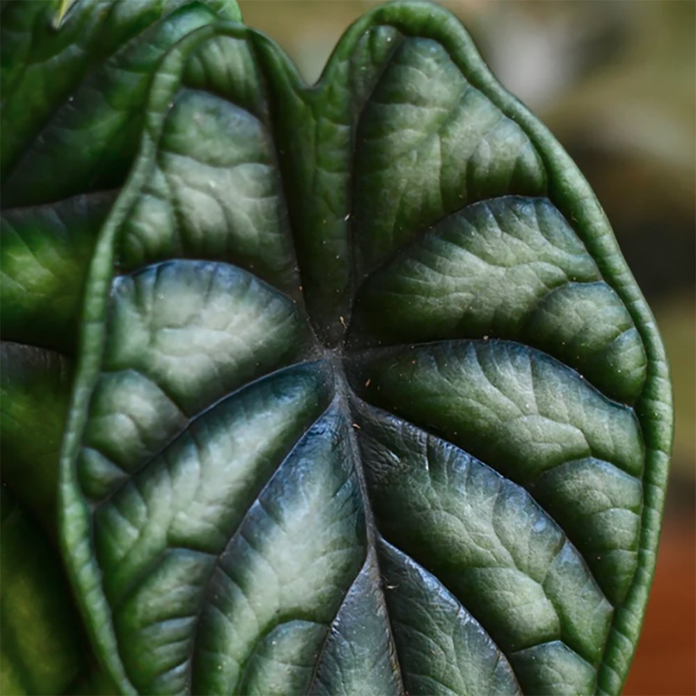 Alocasia Dragon Scale - 45 cm - VERDENA-45 cm inaltime, livrat in ghiveci de 4 l