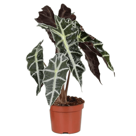 Alocasia Polly - 30 cm