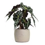 Alocasia Polly - 45 cm - VERDENA-45 cm la livrare, in ghiveci de Ø 17 cm