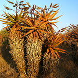 Aloe de munte - 120 cm, livrat in ghiveci cu diametru de 45cm si 34cm inaltime