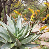Aloe de munte - 120 cm, livrat in ghiveci cu diametru de 45cm si 34cm inaltime