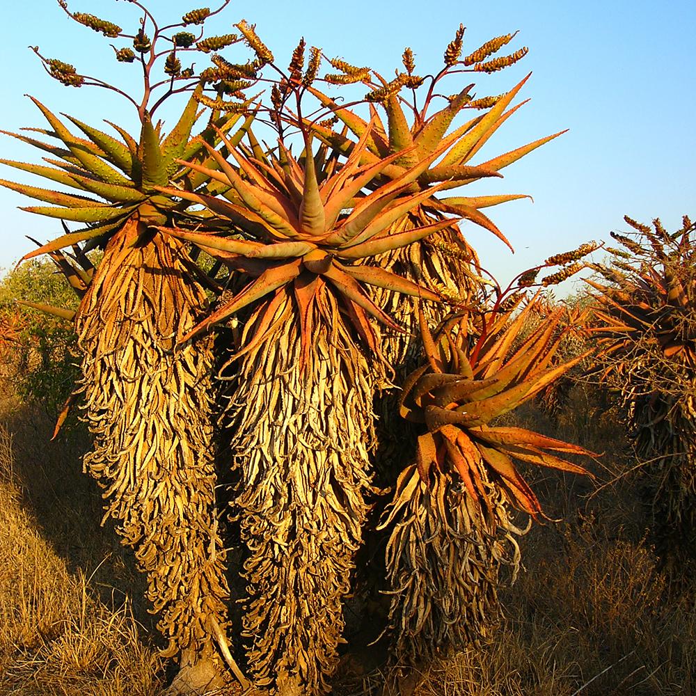 Aloe de munte - 90 cm, livrat in ghiveci cu diametru de 38cm si 32cm inaltime