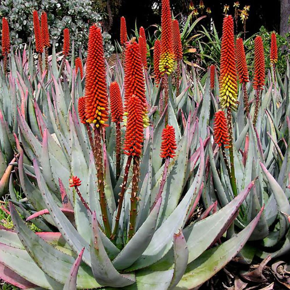 Aloe petricola - 100 cm, livrat in ghiveci cu diametru de 55cm si 40cm inaltime