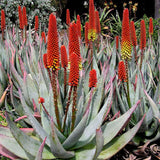 Aloe petricola - 100 cm, livrat in ghiveci cu diametru de 55cm si 40cm inaltime