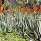 Aloe petricola - 100 cm, livrat in ghiveci cu diametru de 55cm si 40cm inaltime
